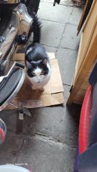 Reunited Female Cat last seen SAFEWAY 155TH AURORA, Shoreline, WA 98133