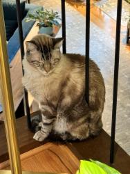 Lost Male Cat last seen Clarksville Country Club, Valley ests apmts , Clarksville, AR 72830