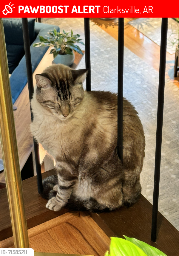 Lost Male Cat last seen Clarksville Country Club, Valley ests apmts , Clarksville, AR 72830