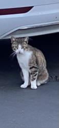Lost Female Cat last seen San Jose Animal care and service, San Jose, CA 95111