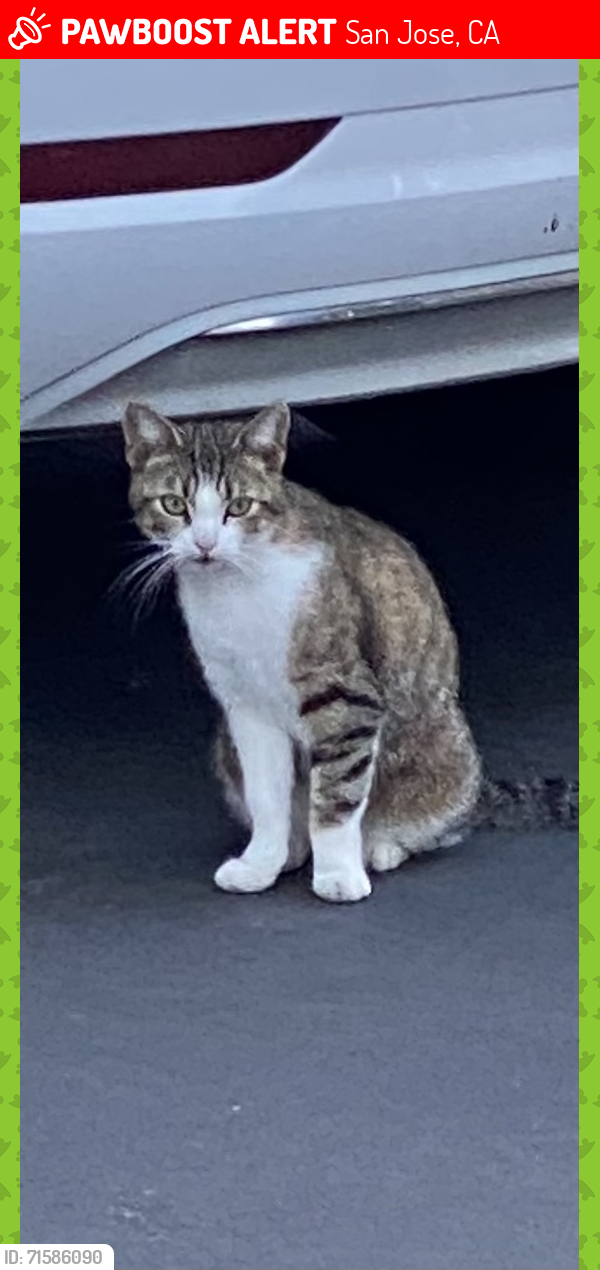 Lost Female Cat last seen San Jose Animal care and service, San Jose, CA 95111