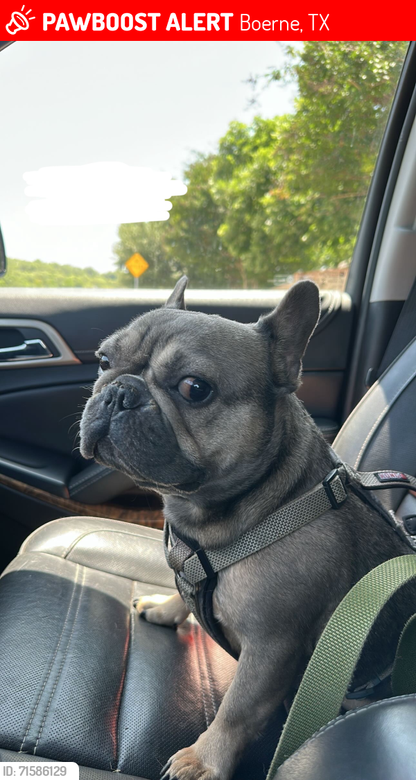 Lost Male Dog last seen Ludwig Dr and Lattimore , Boerne, TX 78006