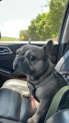 Lost Male Dog last seen Ludwig Dr and Lattimore , Boerne, TX 78006