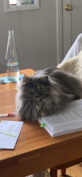 Lost Female Cat last seen 22nd  and 170th, Shoreline, WA 98155
