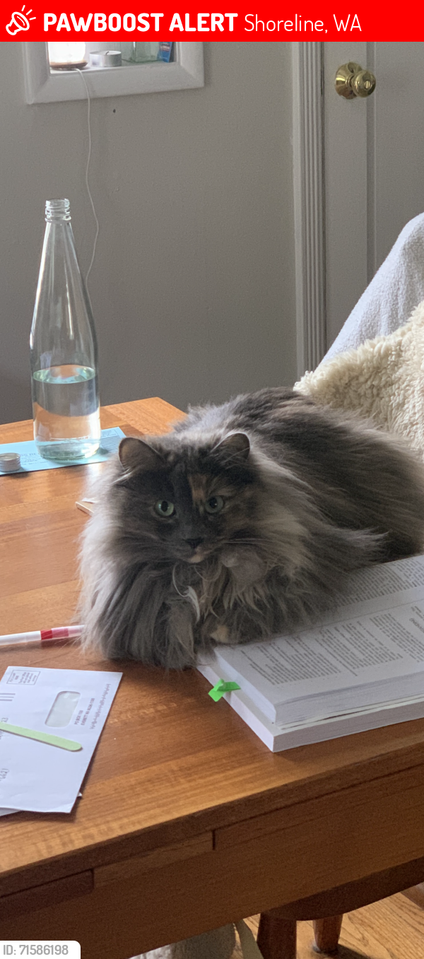 Lost Female Cat last seen 22nd  and 170th, Shoreline, WA 98155