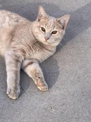 Lost Male Cat last seen 24th. Ave & Bethany  Rd., Phoenix, AZ 85015