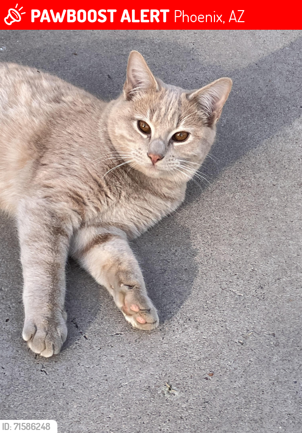 Lost Male Cat last seen 24th. Ave & Bethany  Rd., Phoenix, AZ 85015