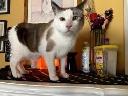 Lost Male Cat last seen Horne and Southern, Mesa, AZ 85204