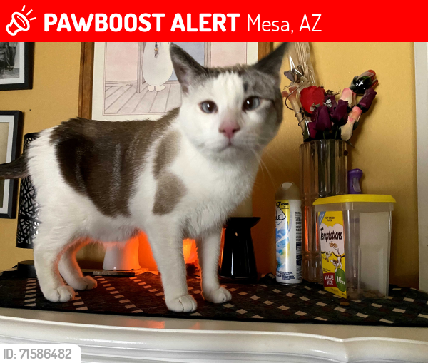 Lost Male Cat last seen Horne and Southern, Mesa, AZ 85204