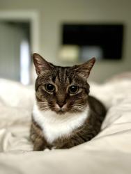 Lost Female Cat last seen Atherton Heights/Euclid Cottages, Charlotte, NC 28203