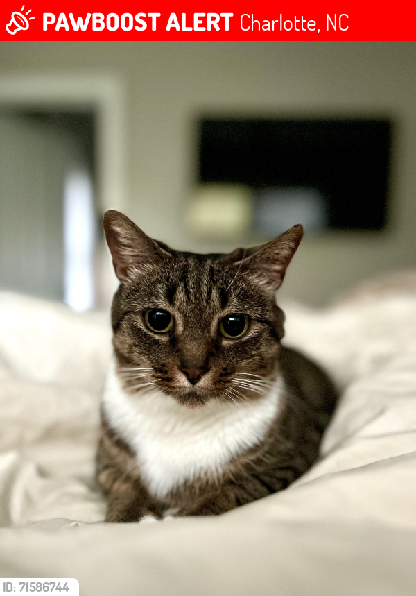 Lost Female Cat last seen Atherton Heights/Euclid Cottages, Charlotte, NC 28203