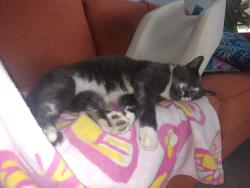 Lost Male Cat last seen Philatelic Dr and Harrow Rd, Spring Hill, FL 34606