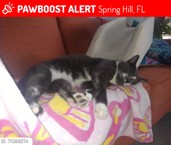 Lost Male Cat last seen Philatelic Dr and Harrow Rd, Spring Hill, FL 34606