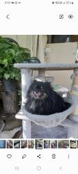 Lost Male Dog last seen Near Roosevelt ave san bernardino ca 92411, San Bernardino, CA 92411