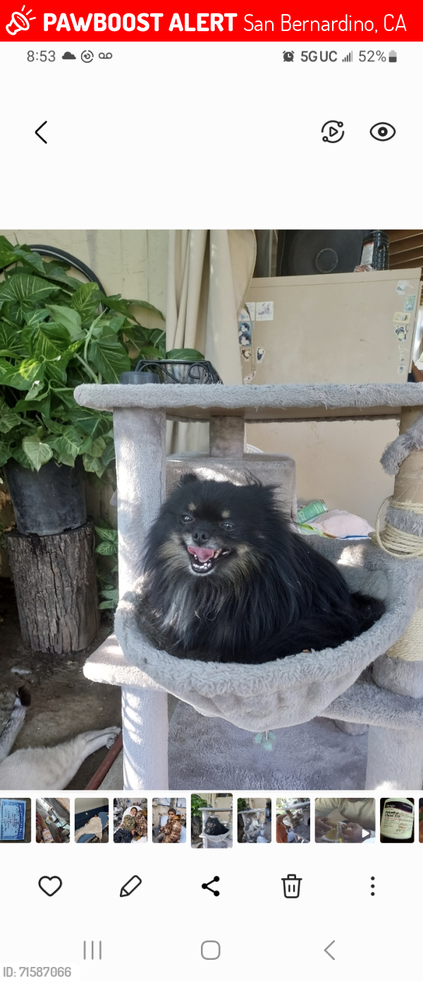 Lost Male Dog last seen Near Roosevelt ave san bernardino ca 92411, San Bernardino, CA 92411