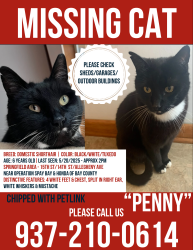 Lost Female Cat last seen Honda of Bay County/Spay Bay, Panama City, FL 32404
