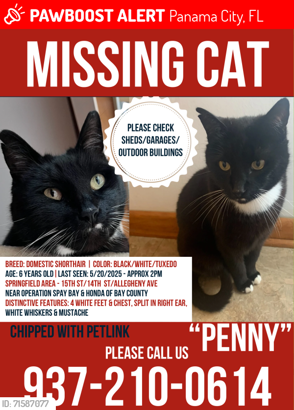Lost Female Cat last seen Honda of Bay County/Spay Bay, Panama City, FL 32404