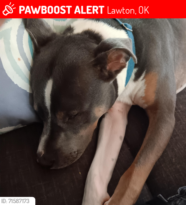 Lost Male Dog last seen Northeast 35th street, Flower Mound rd, Lawton, OK 73507