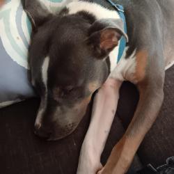 Lost Male Dog last seen Northeast 35th street, Flower Mound rd, Lawton, OK 73507
