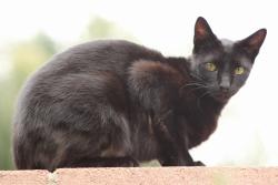 Lost Male Cat last seen Rosewood , Montclair, CA 91763