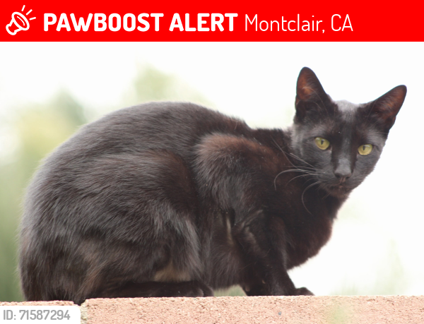 Lost Male Cat last seen Rosewood , Montclair, CA 91763