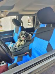 Lost Male Dog last seen Country Creek Dr/Ledbetter Drive , Dallas, TX 75236