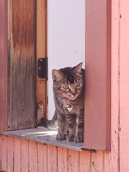 Lost Female Cat last seen Oakwood ests , Silver City, NM 88061