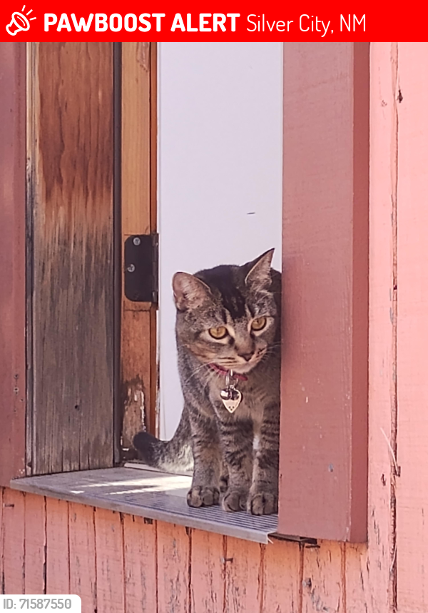 Lost Female Cat last seen Oakwood ests , Silver City, NM 88061