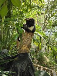 Lost Male Cat last seen Orange and 11th St, Fort Pierce, FL 34950