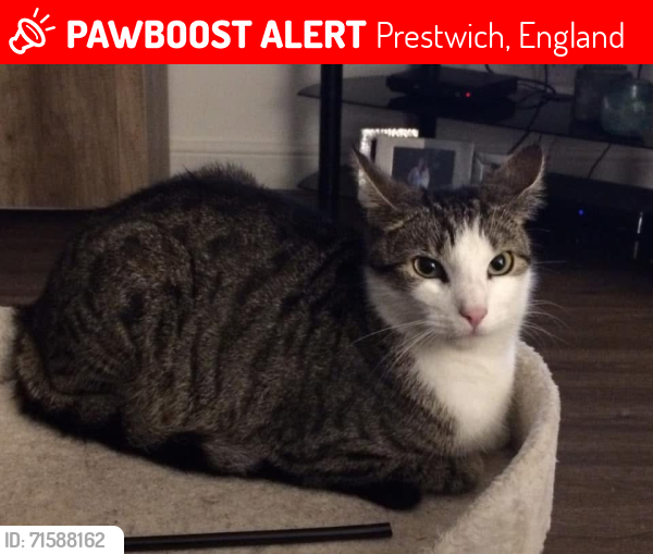 Lost Male Cat last seen Heywood Road / Heys Road , Prestwich, England 