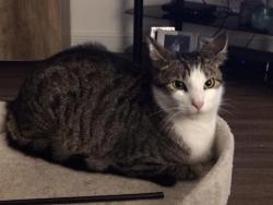 Lost Male Cat last seen Heywood Road / Heys Road , Prestwich, England 