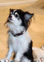 Lost Male Dog last seen Mason and Corbin, Los Angeles, CA 91326