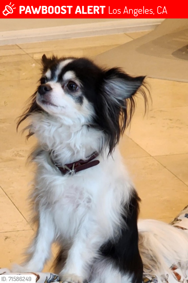 Lost Male Dog last seen Mason and Corbin, Los Angeles, CA 91326