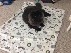 Lost Male Cat last seen Nicomen island trunk road and jhonson rd, Fraser Valley, BC V0M 1G0