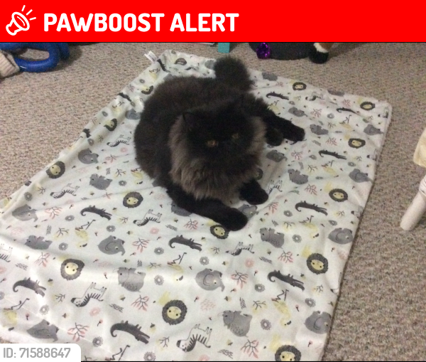 Lost Male Cat last seen Nicomen island trunk road and jhonson rd, Fraser Valley, BC V0M 1G0