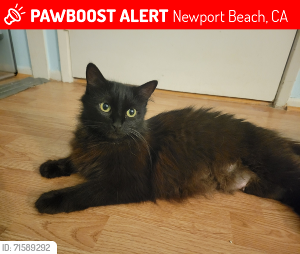 Lost Female Cat last seen Near Mesa Drive, Building S, Newport Beach, CA 92660