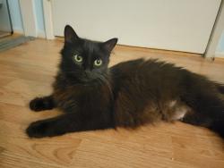 Lost Female Cat last seen Near Mesa Drive, Building S, Newport Beach, CA 92660