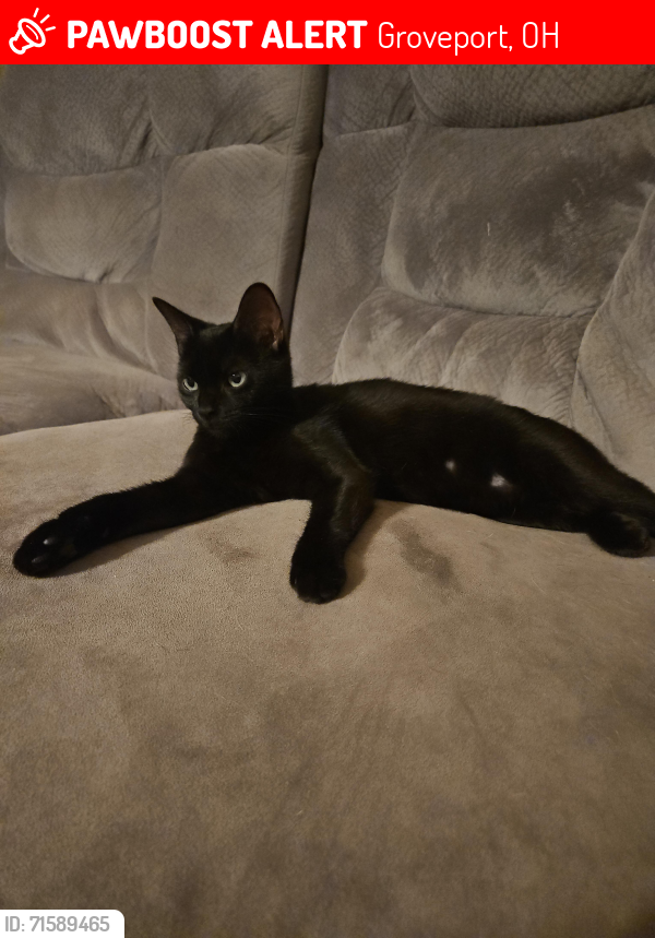 Groveport OH Lost Female Cat Jynx Is Missing PawBoost