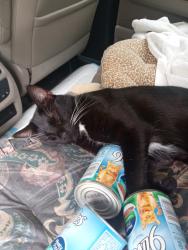 Lost Male Cat last seen Near Cosby hwy Cosby TN 37722, Cosby, TN 37722