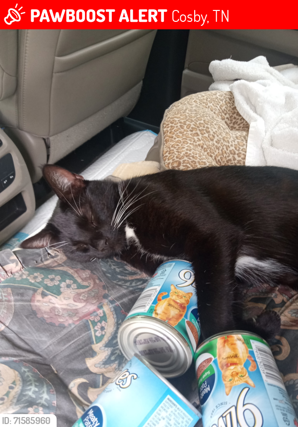 Lost Male Cat last seen Near Cosby hwy Cosby TN 37722, Cosby, TN 37722