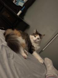 Lost Female Cat last seen Brookwood Dr, Austell, GA 30106