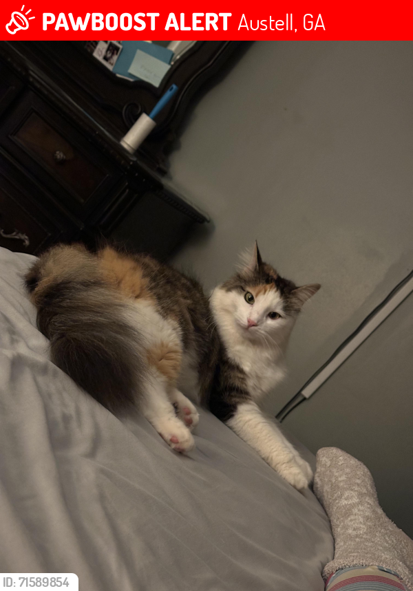 Lost Female Cat last seen Brookwood Dr, Austell, GA 30106