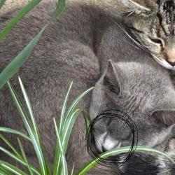 Lost Female Cat last seen Near Steiner, 45204, Cincinnati, OH 45204