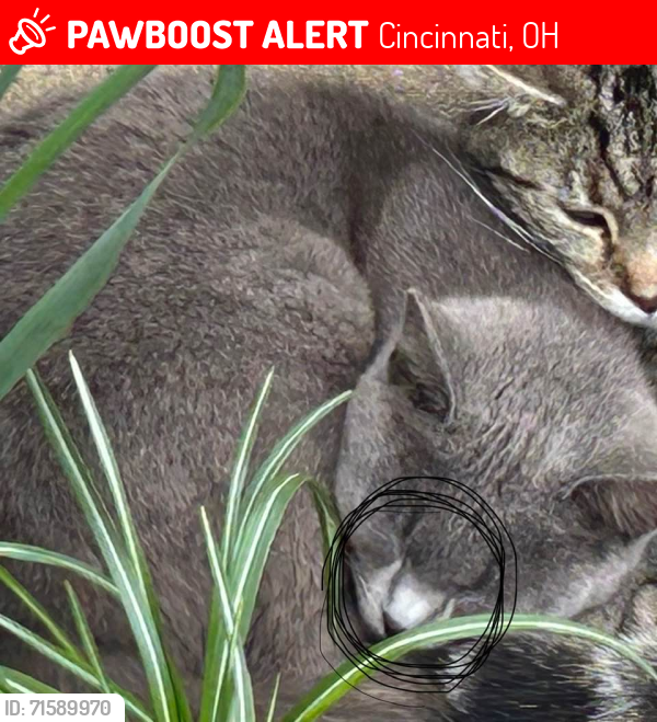 Lost Female Cat last seen Near Steiner, 45204, Cincinnati, OH 45204