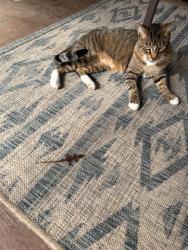 Lost Male Cat last seen Narrows rd, HWY 9, Benton, AR 72019