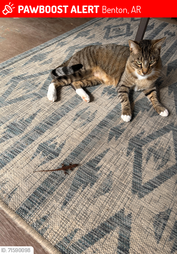 Lost Male Cat last seen Narrows rd, HWY 9, Benton, AR 72019
