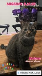 Lost Female Cat last seen Near SW 99 St, Miami, FL 33186