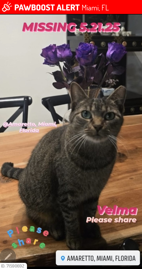 Lost Female Cat last seen Near SW 99 St, Miami, FL 33186