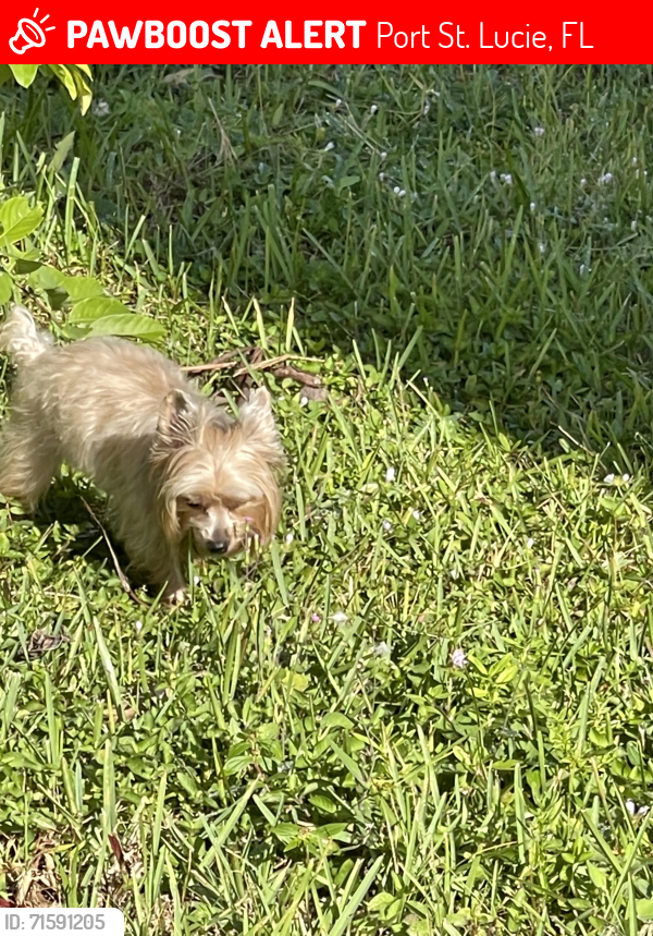 Lost Female Dog last seen Near SW Ryder Rd port st Lucie , Port St. Lucie, FL 34953