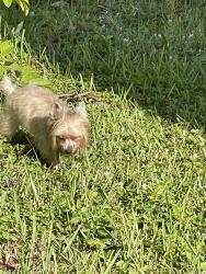 Lost Female Dog last seen Near SW Ryder Rd port st Lucie , Port St. Lucie, FL 34953